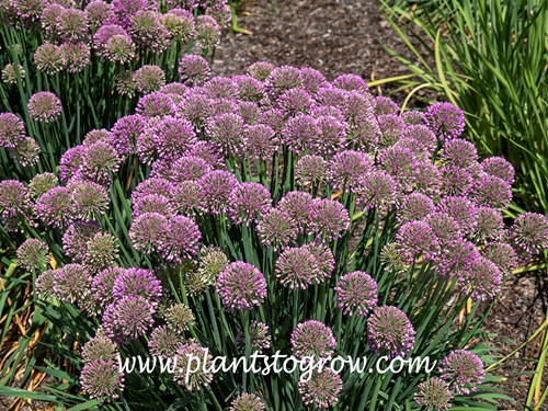 'Serendipity' Allium
End of July